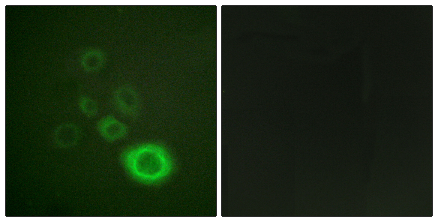 Anti-c-Met (phospho Tyr1003) Antibody