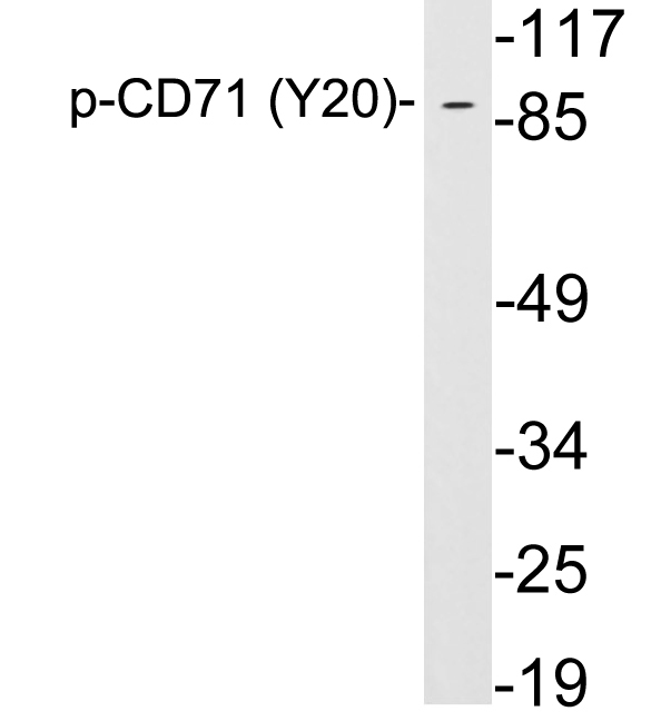 Anti-CD71 (phospho Tyr20) Antibody