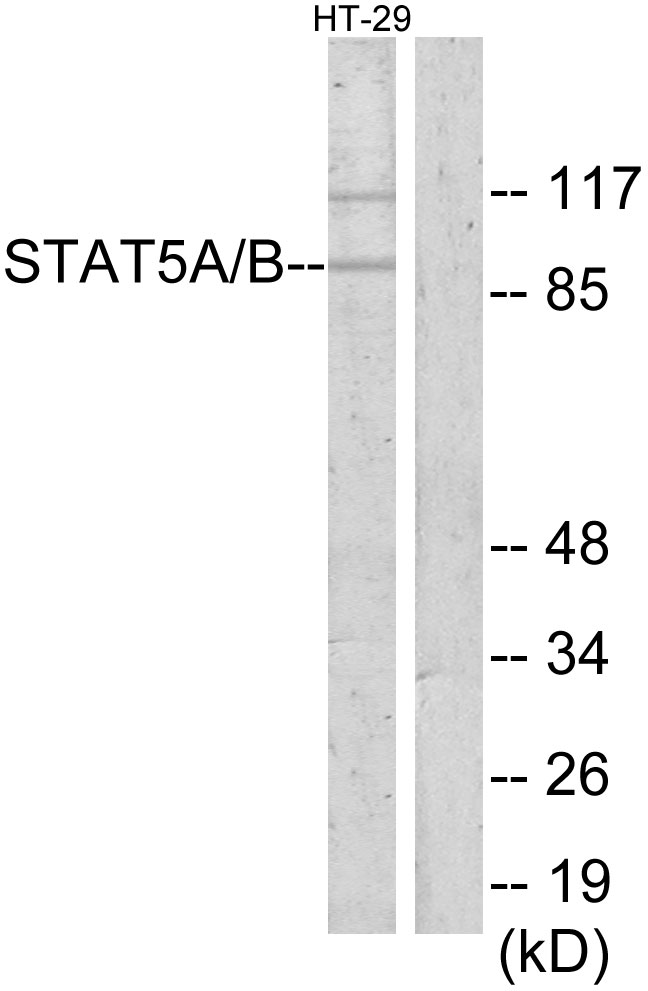 Anti-STAT5A + STAT5B Antibody
