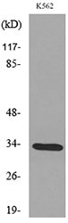 Anti-SFTPA1 + SFTPA2 Antibody
