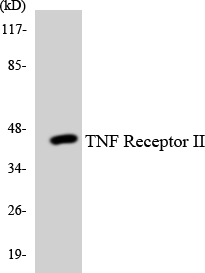 Anti-TNF Receptor II Antibody