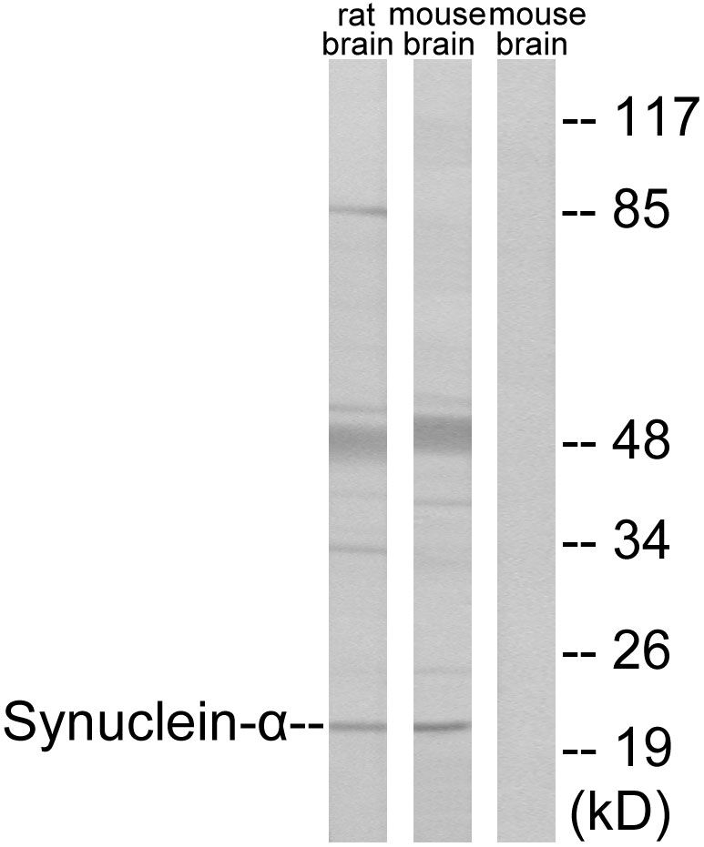 Anti-Synuclein-alpha Antibody
