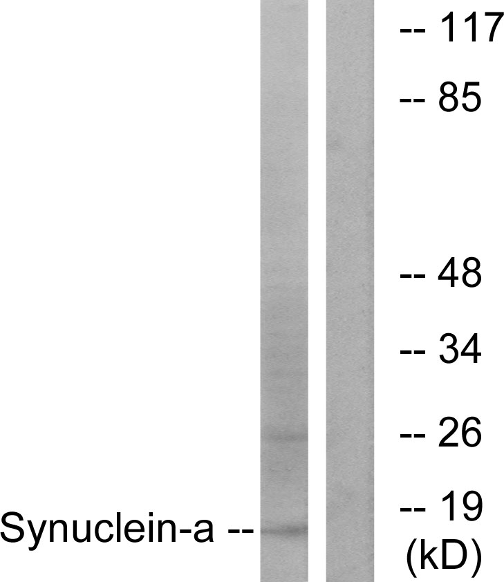 Anti-Synuclein-alpha Antibody