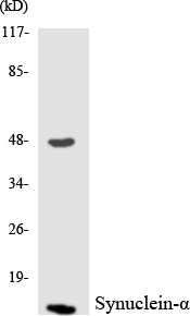 Anti-Synuclein-alpha Antibody