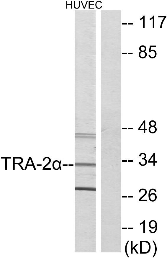 Anti-TRA-2 alpha Antibody
