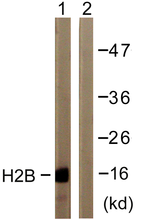 Anti-Histone H2B Antibody
