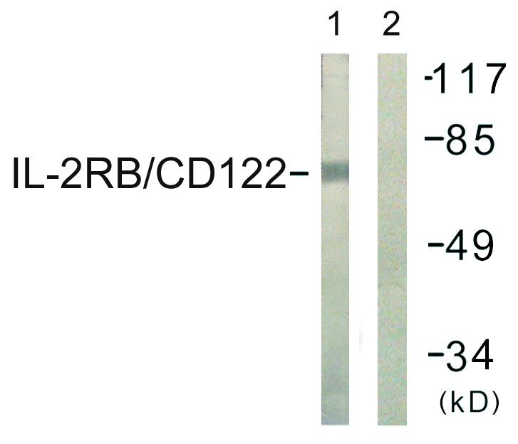 Anti-IL-2R beta Antibody - Identical to Abcam (ab61195)