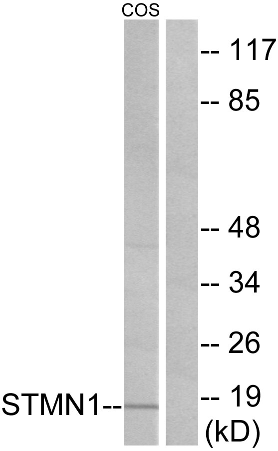 Anti-Stathmin 1 Antibody - Identical to Abcam (ab131481)