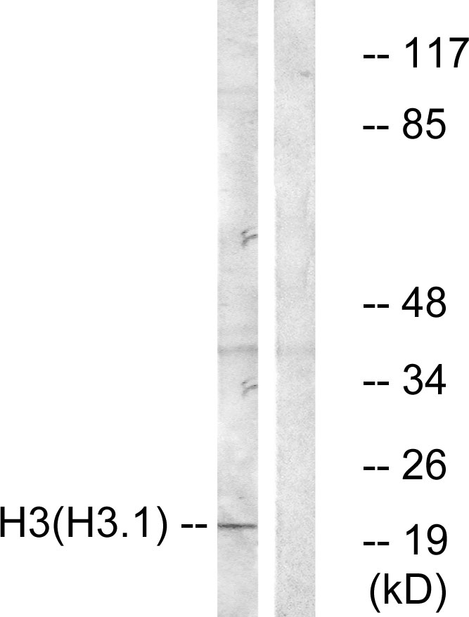 Anti-Histone H3 Antibody