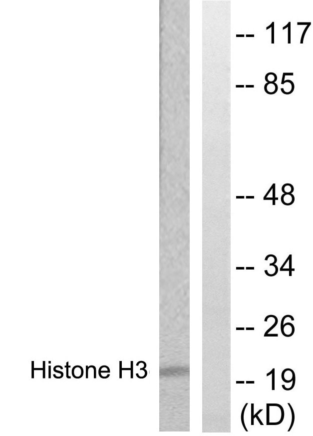Anti-Histone H3 Antibody