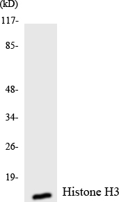 Anti-Histone H3 Antibody