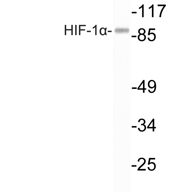 Anti-HIF-1alpha Antibody