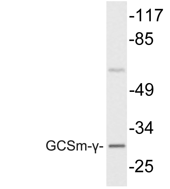 Anti-GCSm-gamma Antibody