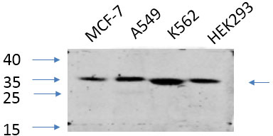 Anti-eIF2 alpha Antibody Anti-eIF2 alpha Antibody