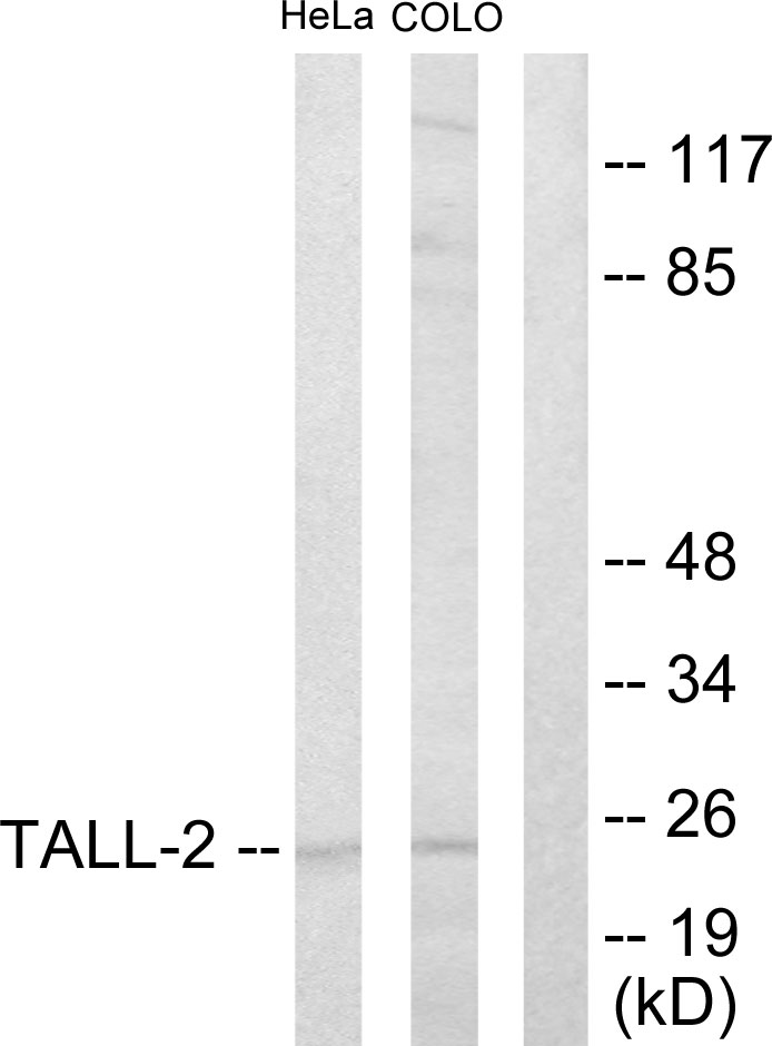 Anti-TALL-2 Antibody - Identical to Abcam (ab189263)