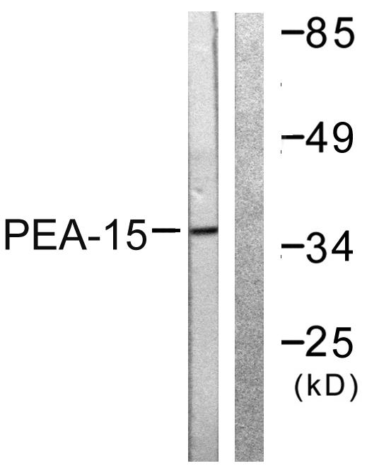 Anti-PEA-15 Antibody Anti-PEA-15 Antibody