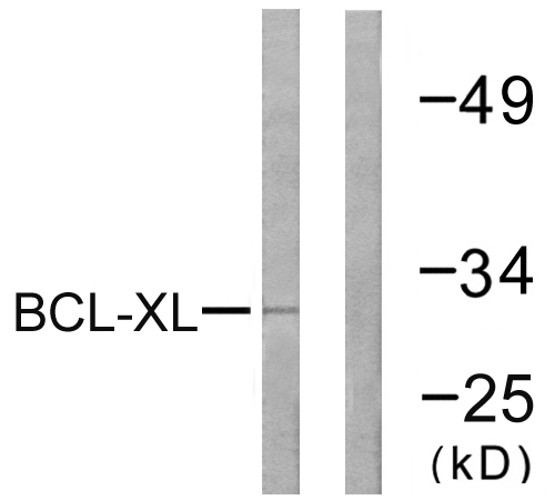 Anti-BCL-XL Antibody