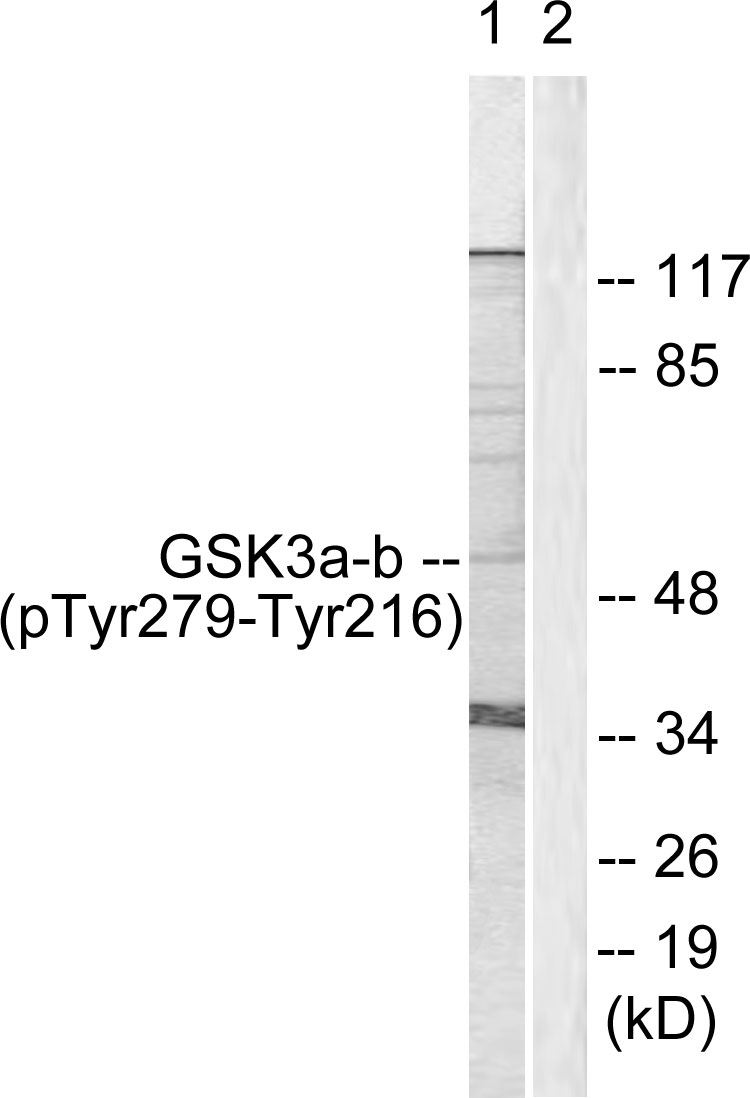 Anti-GSK3 alpha + beta (phospho Tyr279 + Tyr216) Antibody