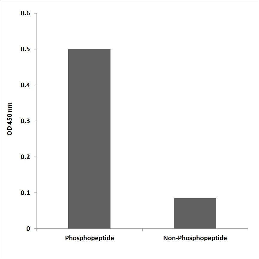 Anti-Cortactin (phospho Tyr446) Antibody