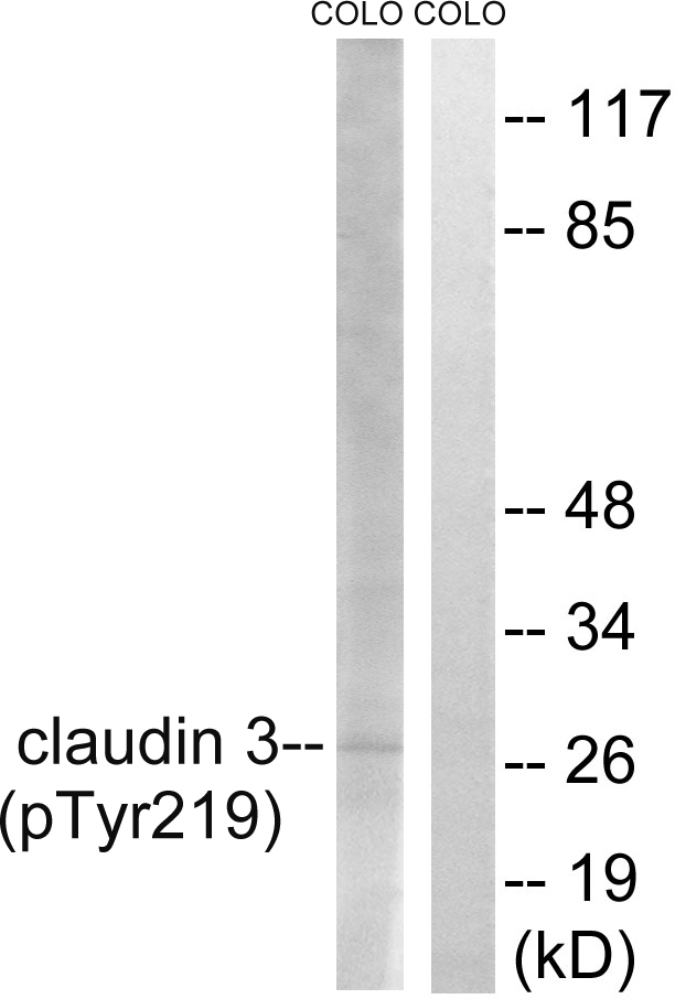 Anti-Claudin 3 (phospho Tyr219) Antibody