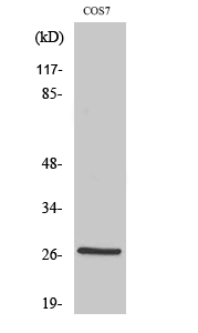 Anti-HSP27 (phospho Ser15) Antibody - Identical to Abcam (ab131340) Anti-HSP27 (phospho Ser15) Antibody - Identical to Abcam (ab131340)