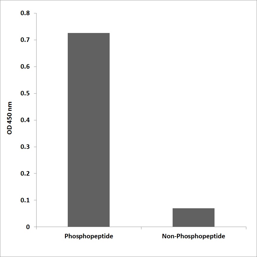 Anti-FLT3 (phospho Tyr969) Antibody