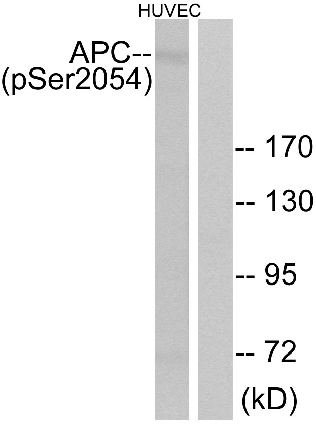Anti-APC (phospho Ser2054) Antibody