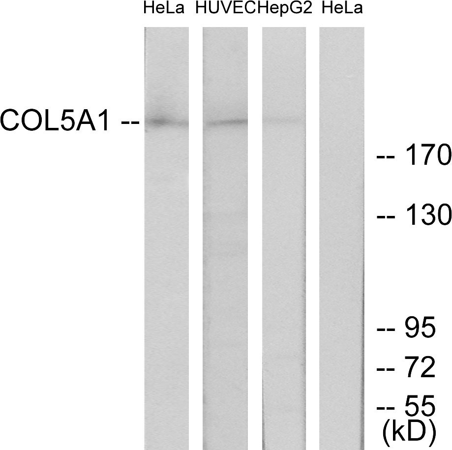 Anti-Collagen V alpha1 Antibody
