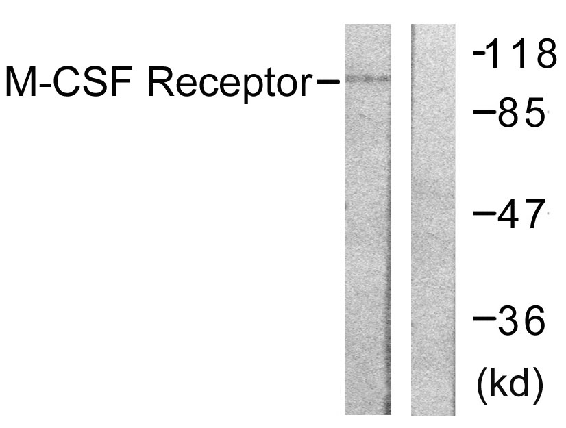 Anti-M-CSF Receptor Antibody - Identical to Abcam (ab59231)