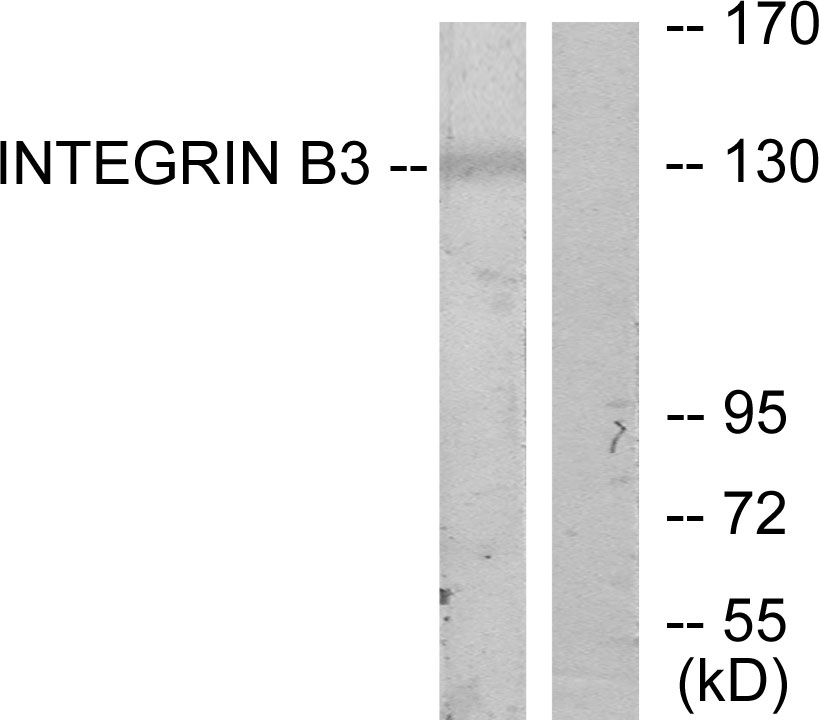Anti-Integrin beta3 Antibody
