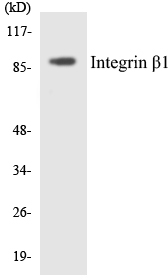 Anti-Integrin beta1 Antibody