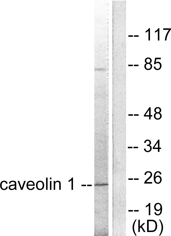 Anti-Caveolin-1 Antibody