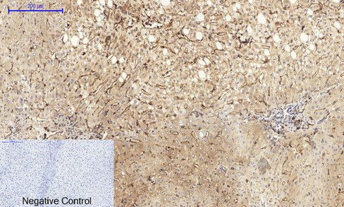 Anti-Caveolin-1 Antibody Anti-Caveolin-1 Antibody