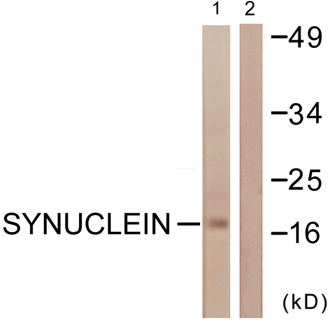 Anti-Synuclein Antibody