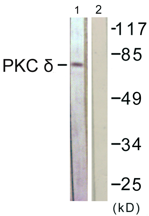 Anti-PKC delta Antibody Anti-PKC delta Antibody