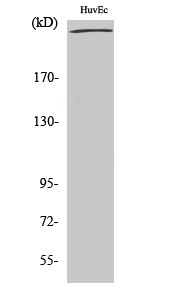 Anti-Filamin A Antibody - Identical to Abcam (ab51217) Anti-Filamin A Antibody - Identical to Abcam (ab51217)