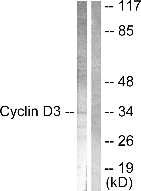 Anti-Cyclin D3 Antibody