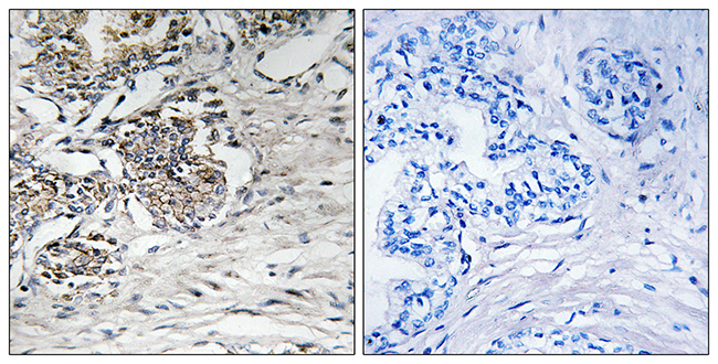 Anti-Claudin 7 Antibody