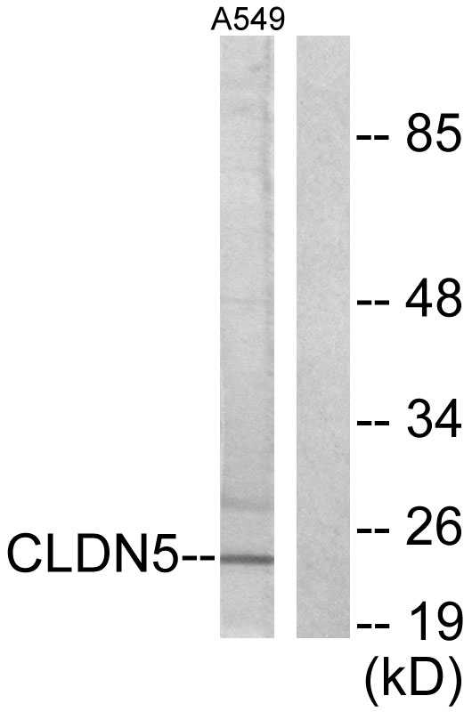 Anti-Claudin 5 Antibody