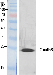 Anti-Claudin 5 Antibody Anti-Claudin 5 Antibody