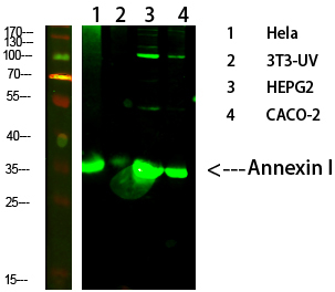 Anti-Annexin I Antibody Anti-Annexin I Antibody