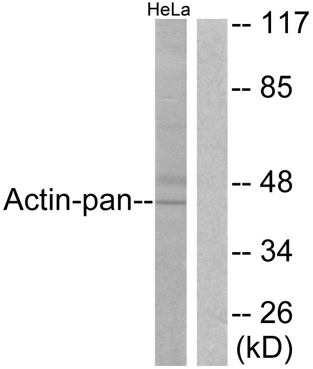 Anti-Actin-pan Antibody