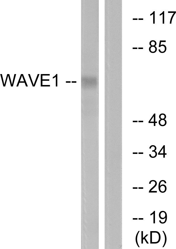 Anti-WAVE1 Antibody