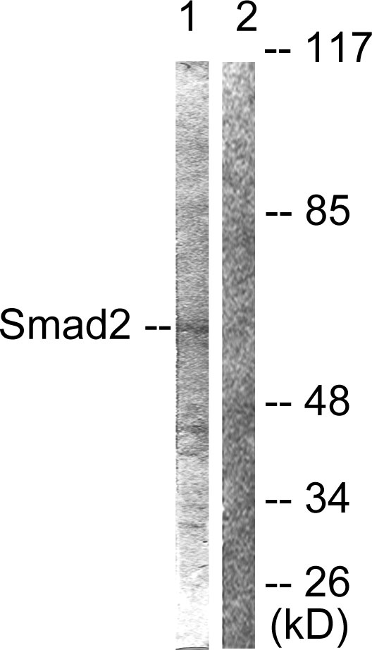 Anti-Smad2 Antibody - Identical to Abcam (ab63576)