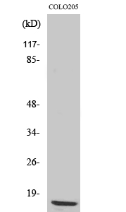 Anti-RPL36 Antibody - Identical to Abcam (ab196734) Anti-RPL36 Antibody - Identical to Abcam (ab196734)