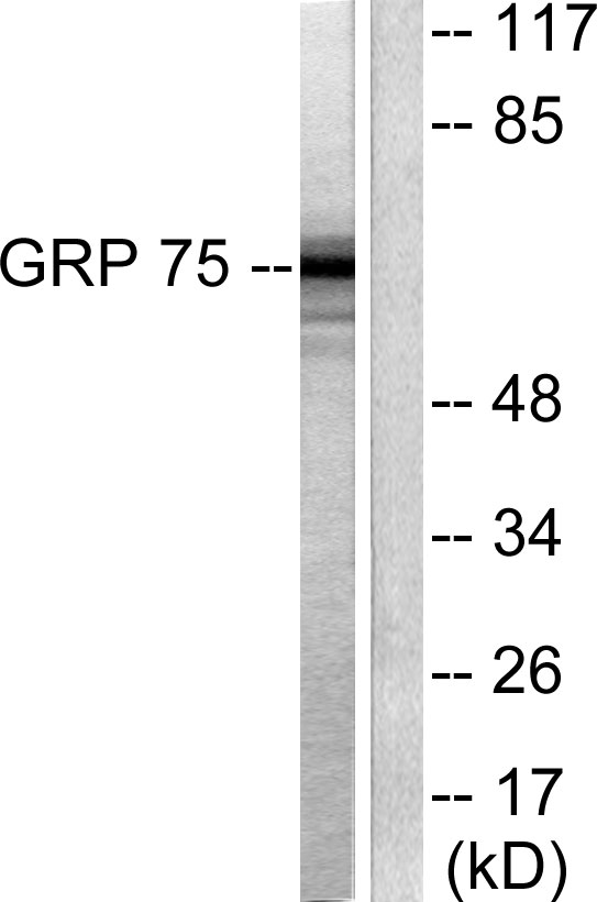 Anti-GRP75 Antibody - Identical to Abcam (ab53098)