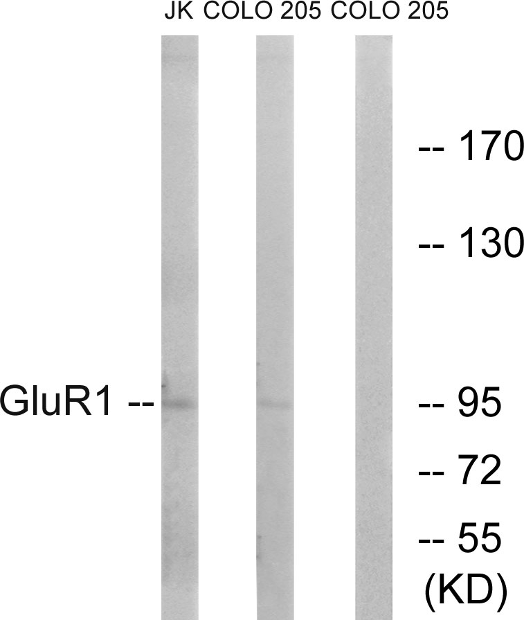 Anti-GluR1 Antibody