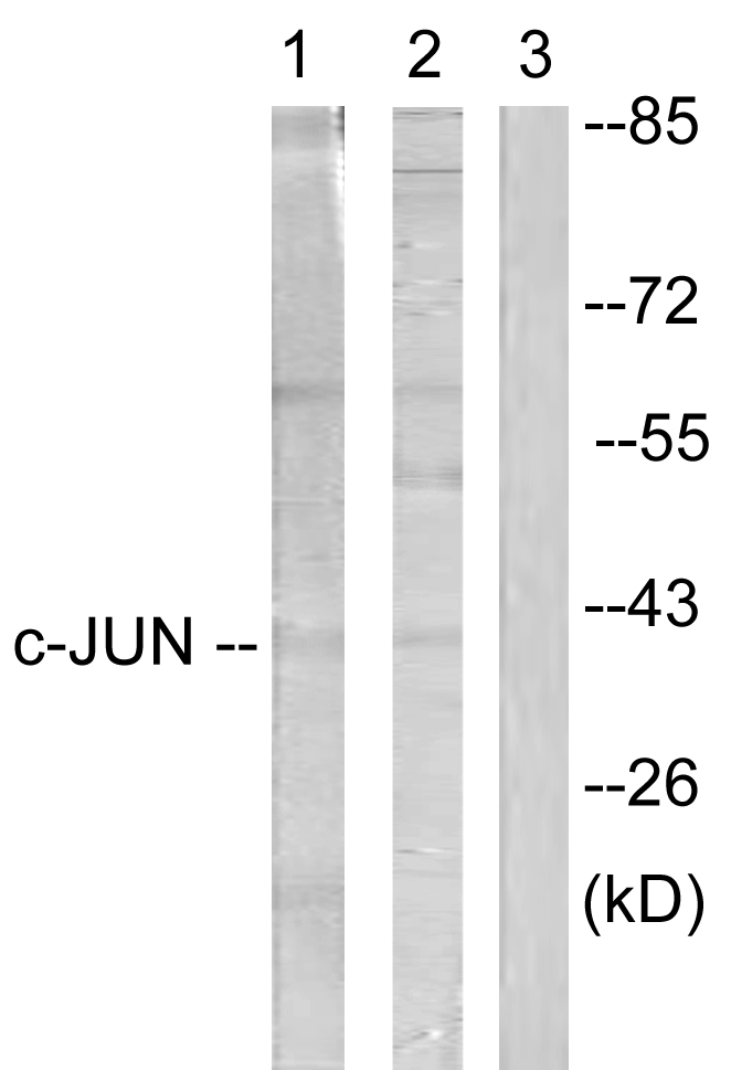 Anti-c-Jun Antibody