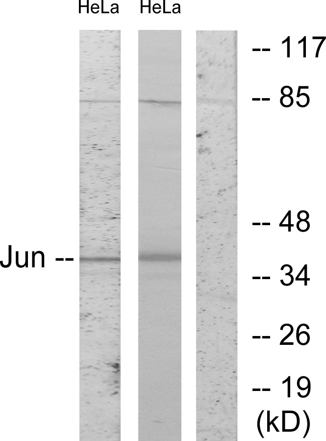 Anti-c-Jun Antibody