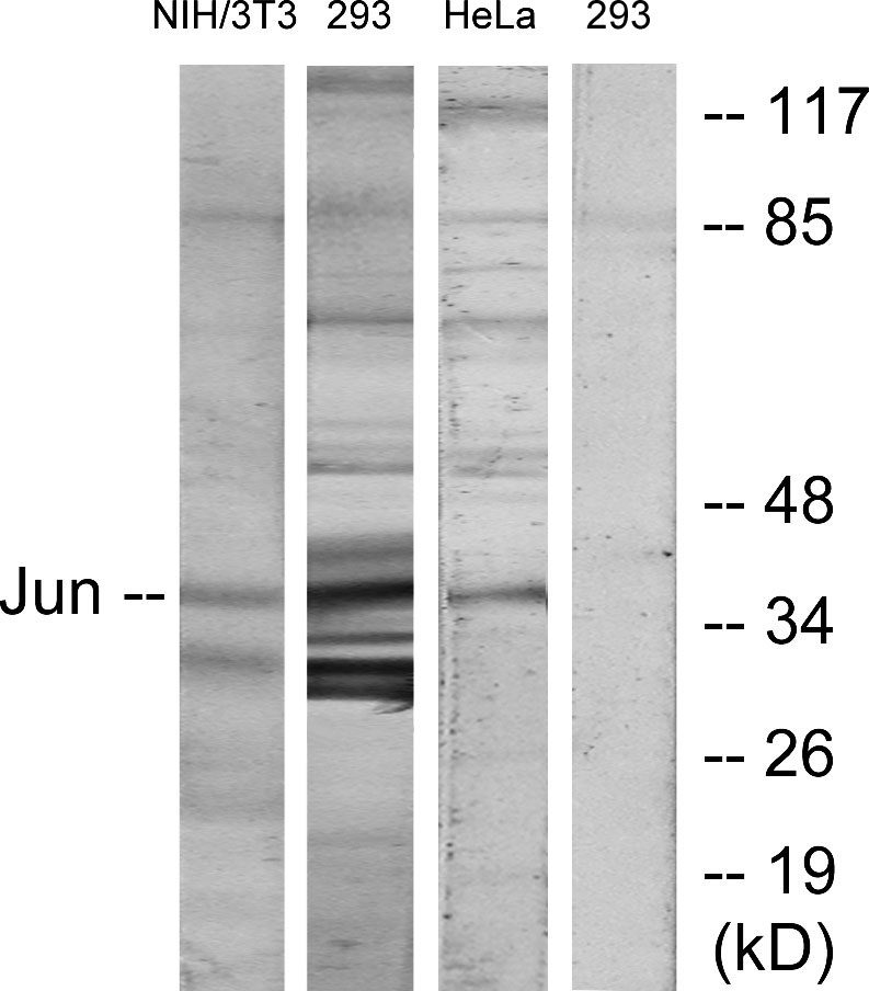 Anti-c-Jun Antibody